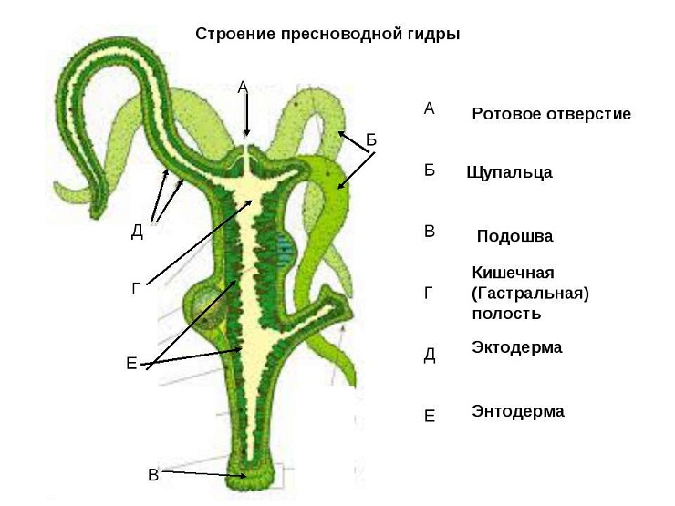 Кракен нар